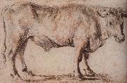 Peter Paul Rubens Bull Germany oil painting artist